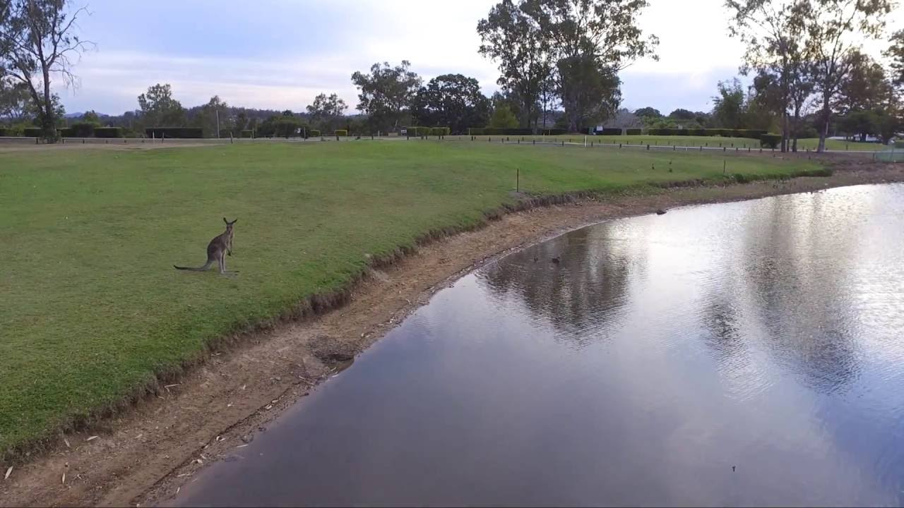 Wild Australian animals - caught on drone