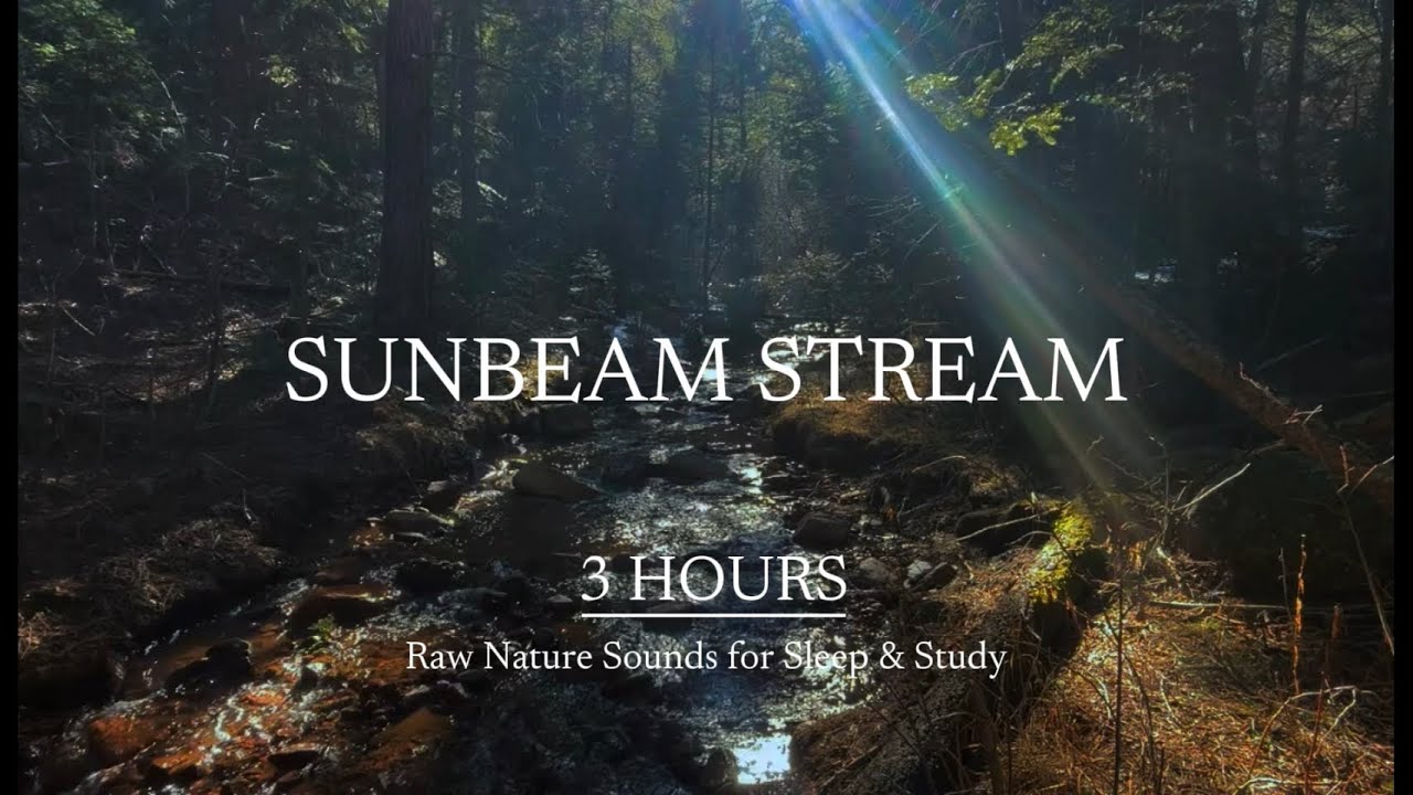 SUNBEAM STREAM | 3 HOURS 🌿 Forest Stream Sounds ~ Raw Dark Nature Ambience for Sleep & Study