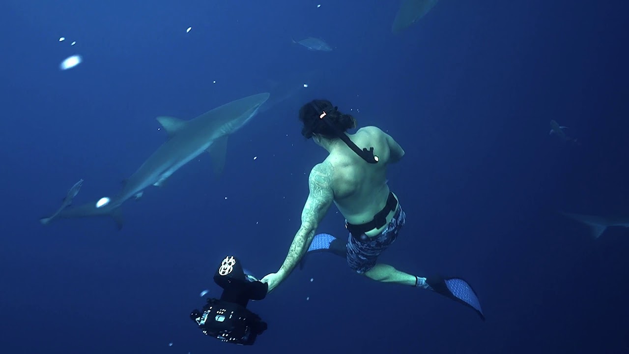 Freediving with Dusky Silky and Sand Bar Sharks off Jupiter July 2018