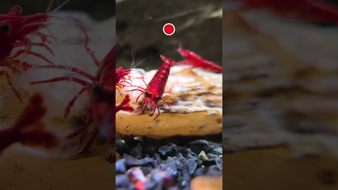 Why Aquarium Shrimp Need BOTANICALS In Their Tank