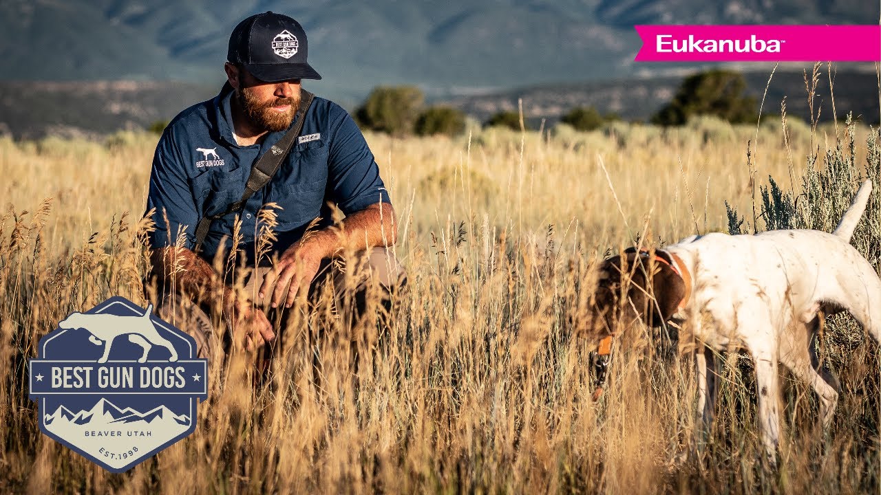 Jared Moss - Best Gundogs