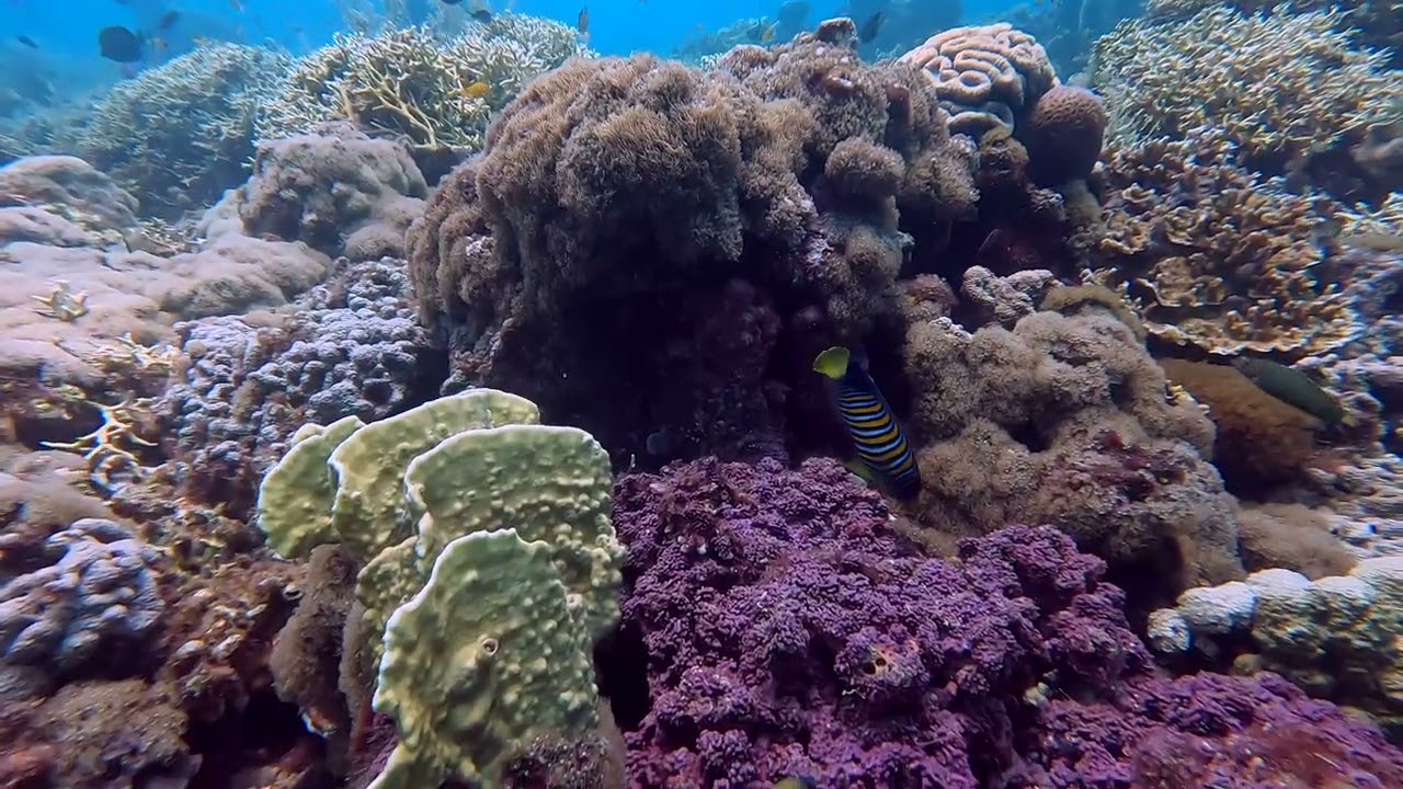 Paul Ranky Bohol Island Doljo Dives Up to 4K