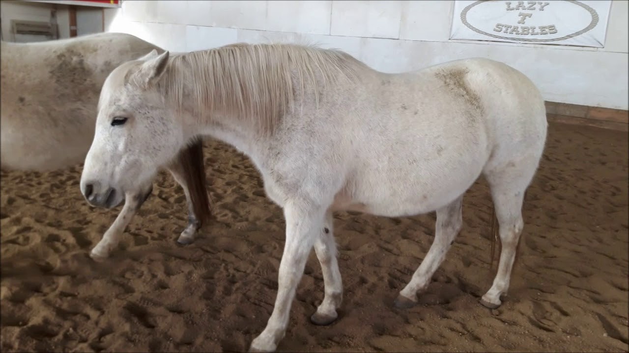 Horsemanship 101 417 More on Shutdown horses