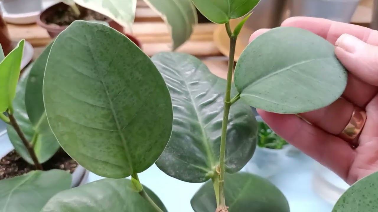 Мой фикус Сильвер Плат.