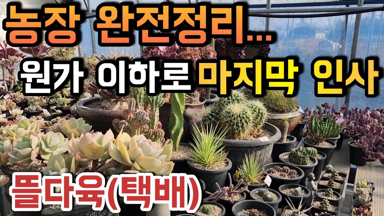 (택배, 마지막 기회)농장 완전정리｜원가 이하로 다육이 판매 ㅣ#뜰다육 ㅣ#신쌤의다다육선(多肉植物, succulent, たにくしょくぶつ)