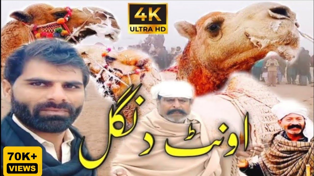 Camel Dangal 2025 اونٹ دنگل New Dangal Mela