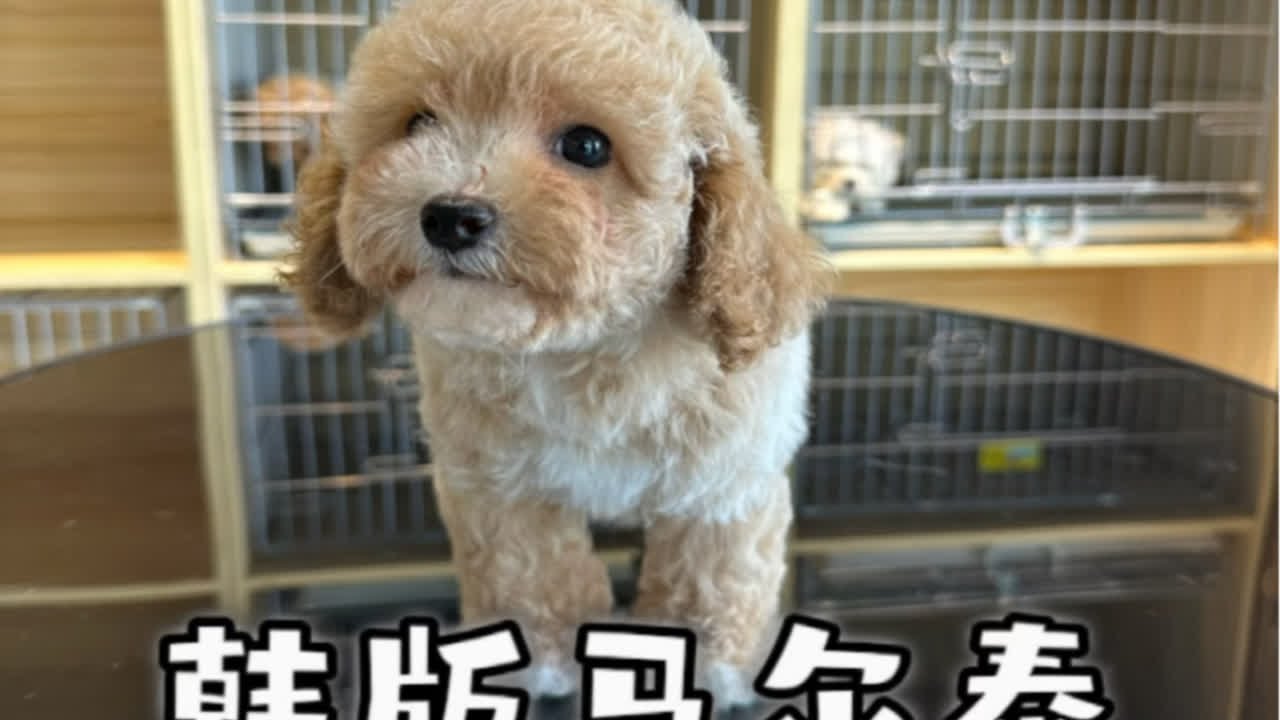 马尔泰真的是百看不厌呀马尔泰 萌宠 萌宠推荐官