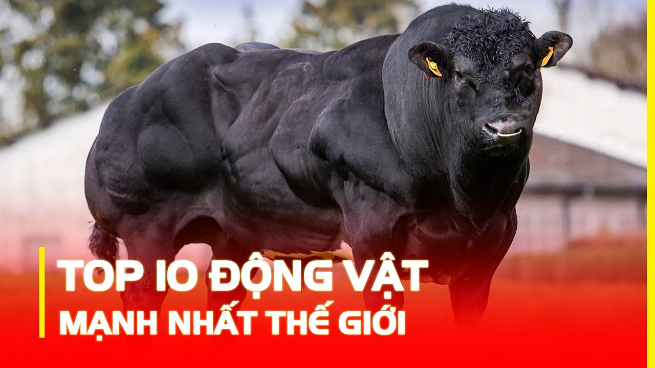 TOP 10 LO&Agrave;I ĐỘNG VẬT MẠNH NHẤT THẾ GIỚI | H&Oacute;NG KH&Aacute;M PH&Aacute;