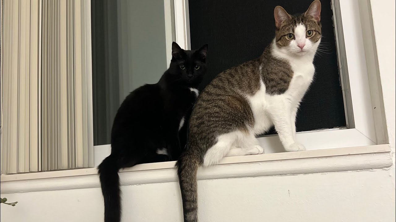 I thought I lost my babies 🐈🐈‍⬛