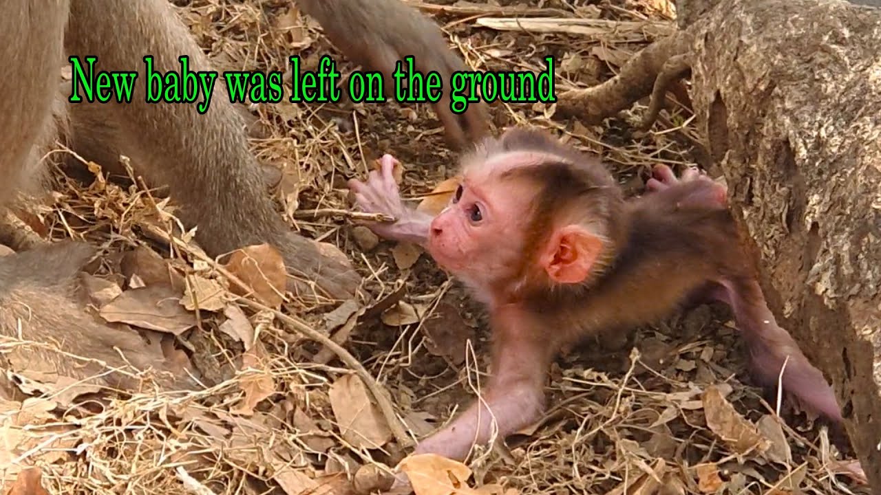 Heart-break-moment! Weak newborn monkey can’t even move when his mommy leaves him on the ground