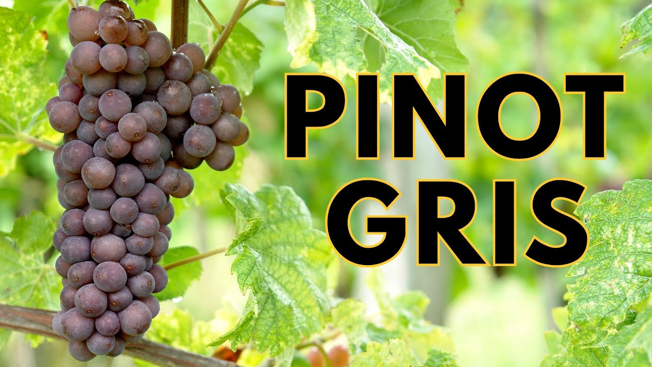Understand PINOT GRIS in 5 Minutes (or Less!)