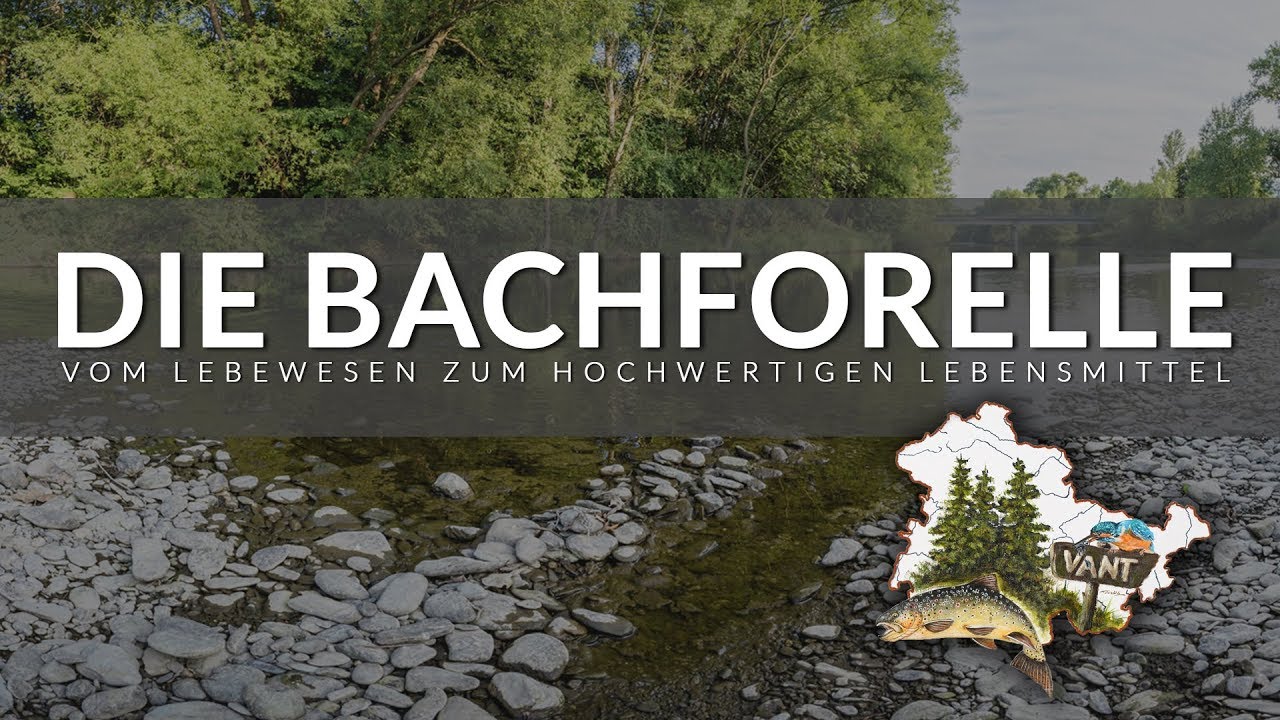 Die Bachforelle - Vom Lebewesen zum hochwertigen Lebensmittel