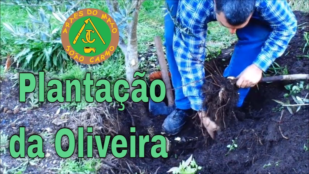 #Plantação