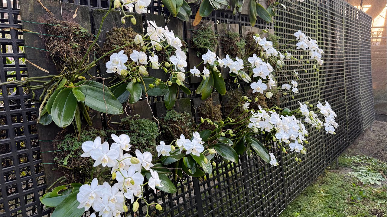 我朋友園子中滿開的白蝴蝶蘭