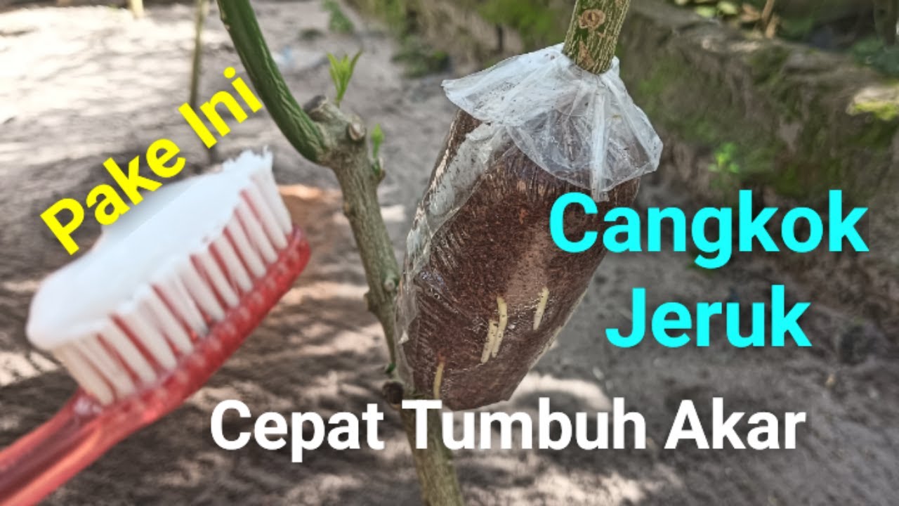 Cara Baru Cangkok Jeruk Menggunakan Pasta Gigi