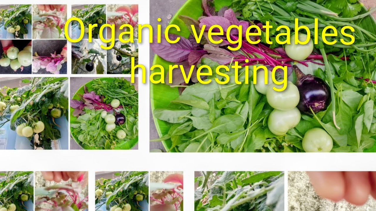 Harvesting of Organic Vegetables From My Rooftop Terrace Garden 🏡🍆🍅🌱
