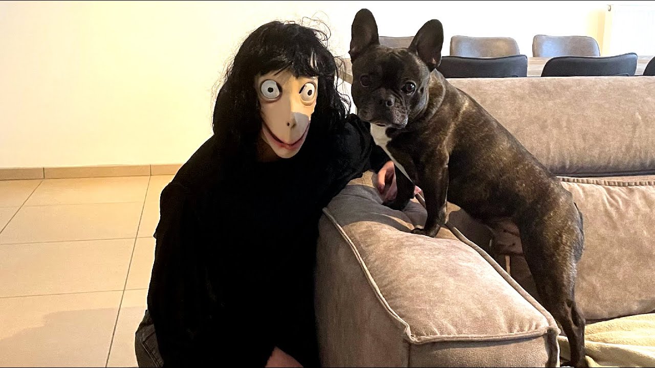 Dog VS Momo prank: Flor The Frenchie pranked by Momo