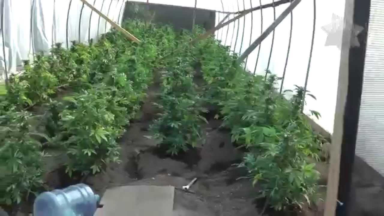 Fallbrook Marijuana Greenhouses B-Roll - San Diego County Sheriff's Department