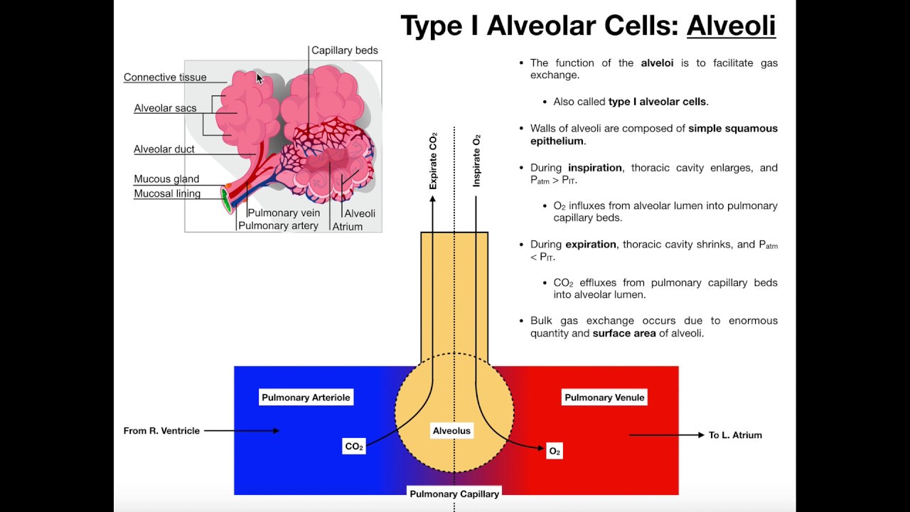 Анатомия органов дыхания | Упорядоченный поток воздуха