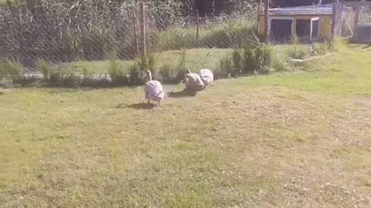 Swedish yellow duck eats crayfish Svensk gul anka