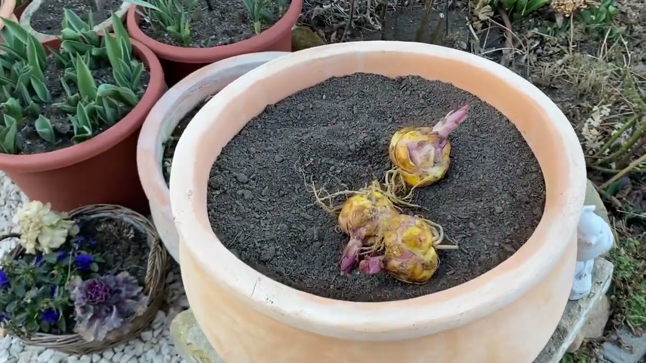 Liliomok ültetése (cserépbe is)