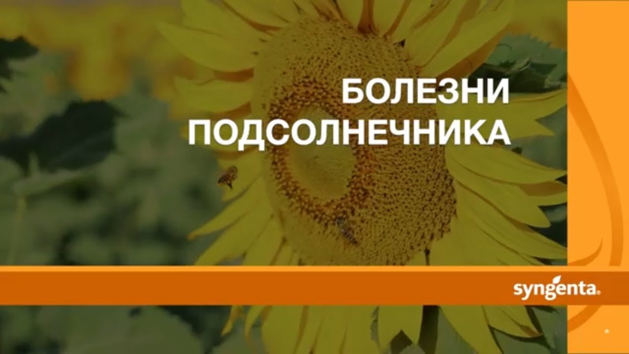 БОЛЕЗНИ ПОДСОЛНЕНИКА 🌻🌻🌻