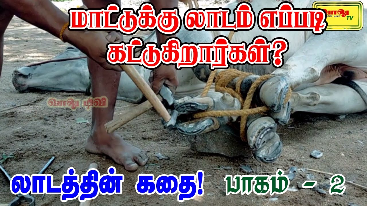 மாட்டுக்கு லாடம் கட்டுவது எப்படி | லாடத்தின் கதை - 2 |How to put a bull shoe| how to put a bull calk
