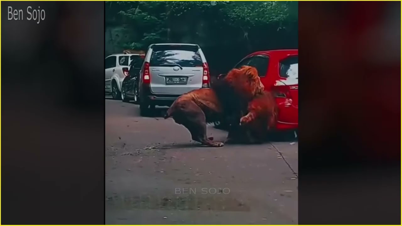 Scariest Animal  Caught on Camera!