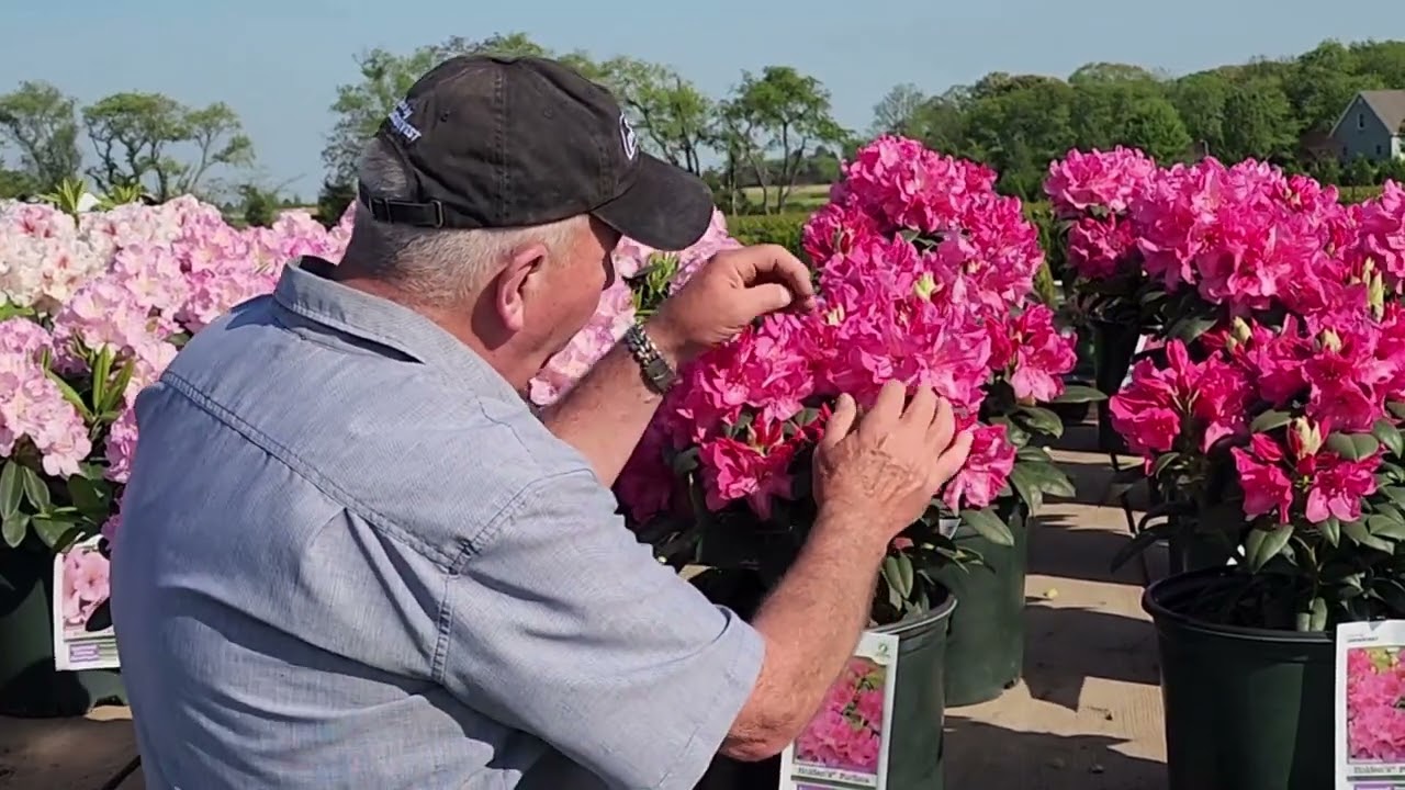 Is This the Dawn of Better, Disease-Resistant Rhododendrons? Meet 5 Beautiful New Selections!