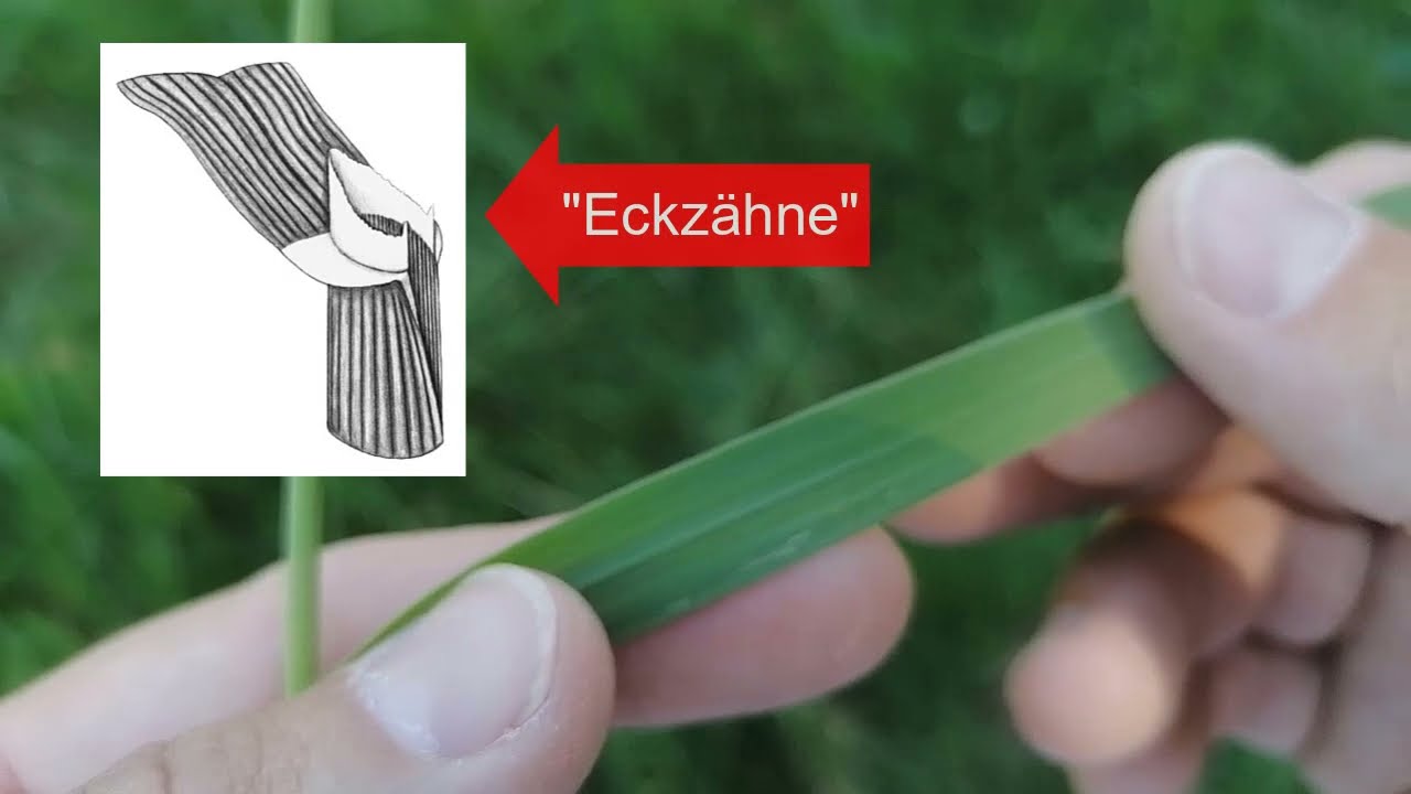 Futtergräser: Wiesenlieschgras
