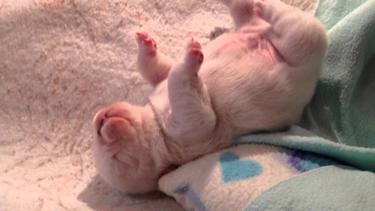 BEBE BULLDOG INGLES