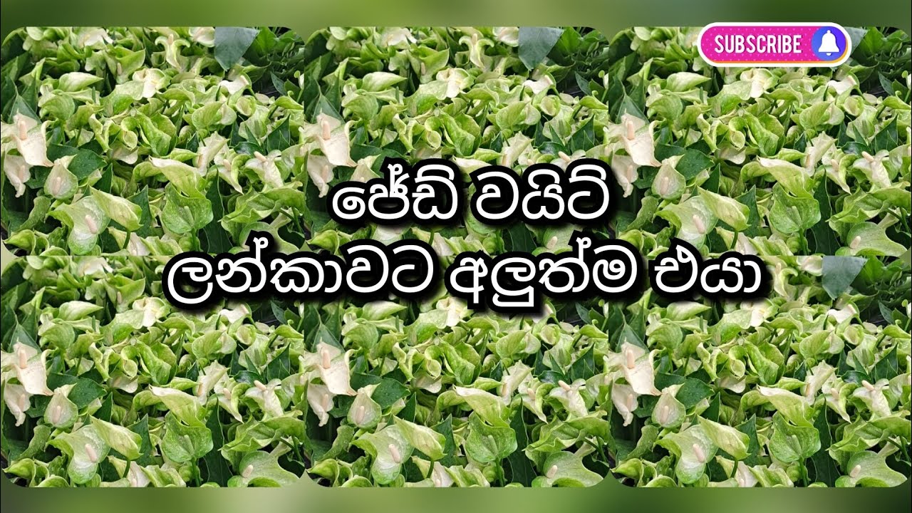 ඔන්න එයා ආවා.ලෝකෙටම අලුත්ම එයාලා ඔයාටත් ගන්න පුලුවන්.මෙයාට නම් පිස්සුම හැදෙන ලස්සනක් තියෙන්නෙ.