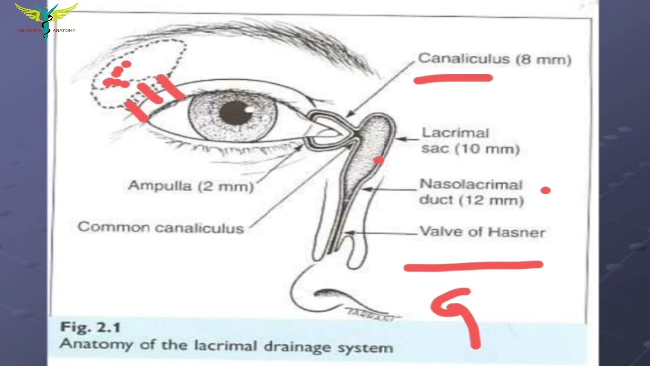 LACRIMAL APPARATUS ANATOMY | OPHTHALMOLOGY | KNOWING ANATOMY
