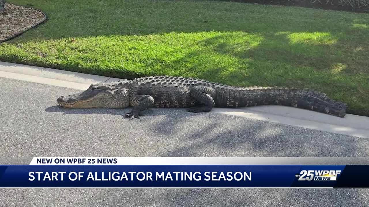 'For every three residents in the state of Florida, there's one alligator': It's gator mating season