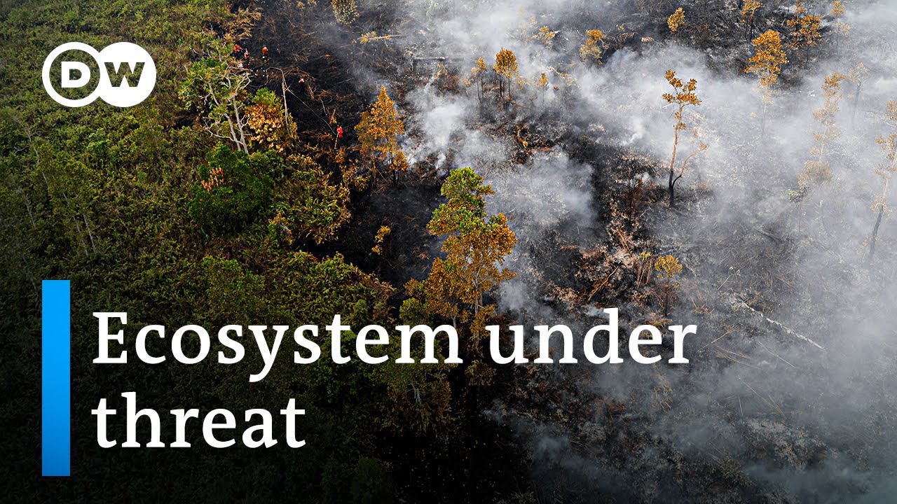 Why slash-and-burn fires in Indonesia are so harmful | DW News