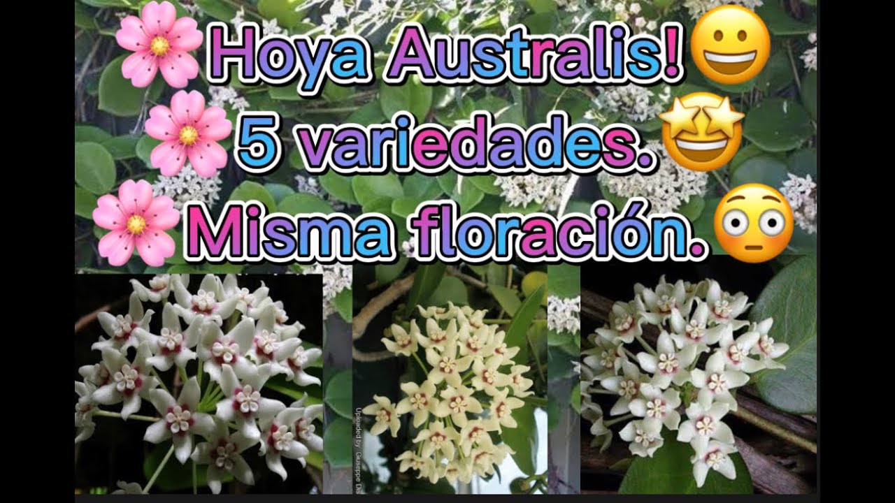5 variedades  de hoyas Australis!🥰👀🌸 Vamos viendo  más de 100  hoyas! #1☺️🌸