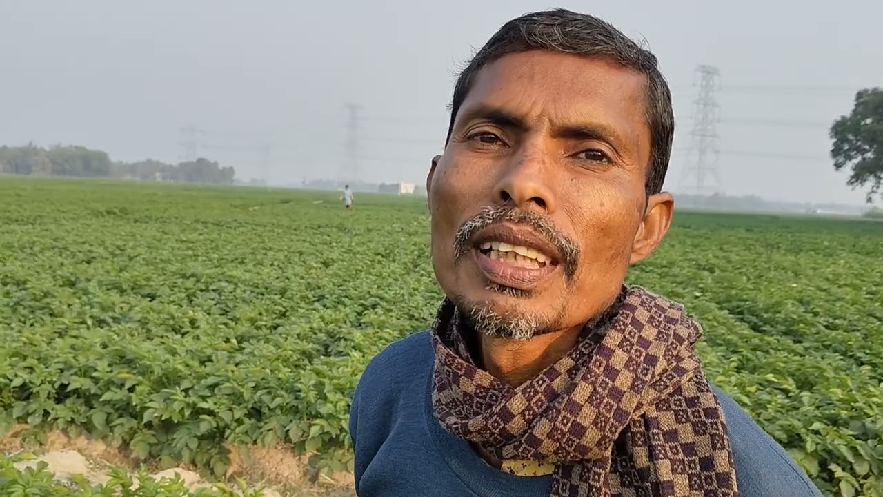 মাত্র এক বস্তা 10 26 বাকি সমস্ত প্রোডাক্ট ও সোনালী ফসল দিয়ে চাষ করা হয়েছে আলু যোগাযোগ 8967657075