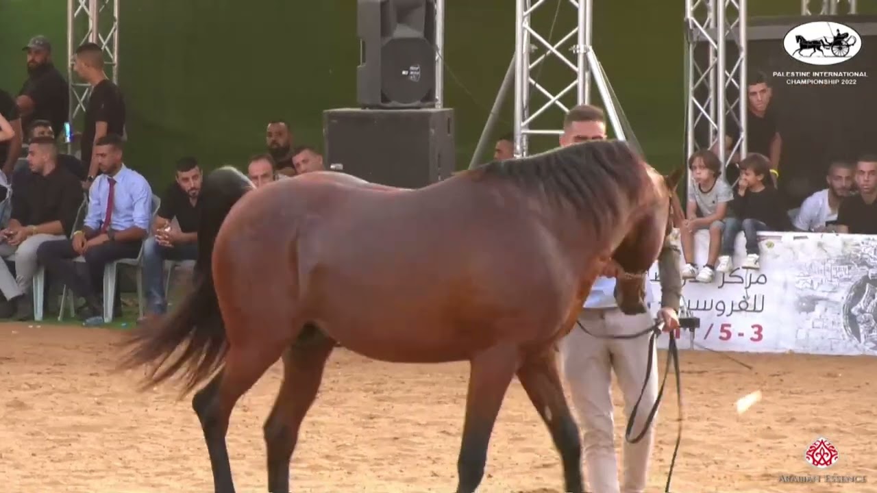 N 306 AJ BANDAR   Palestine International Championship 2022   Stallions 5 Years Old Class 26
