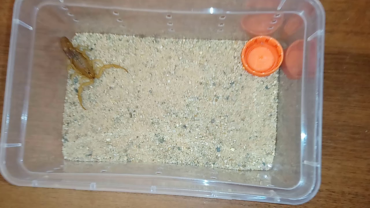 Adult female Hottentotta tamulus gangeticus feeding