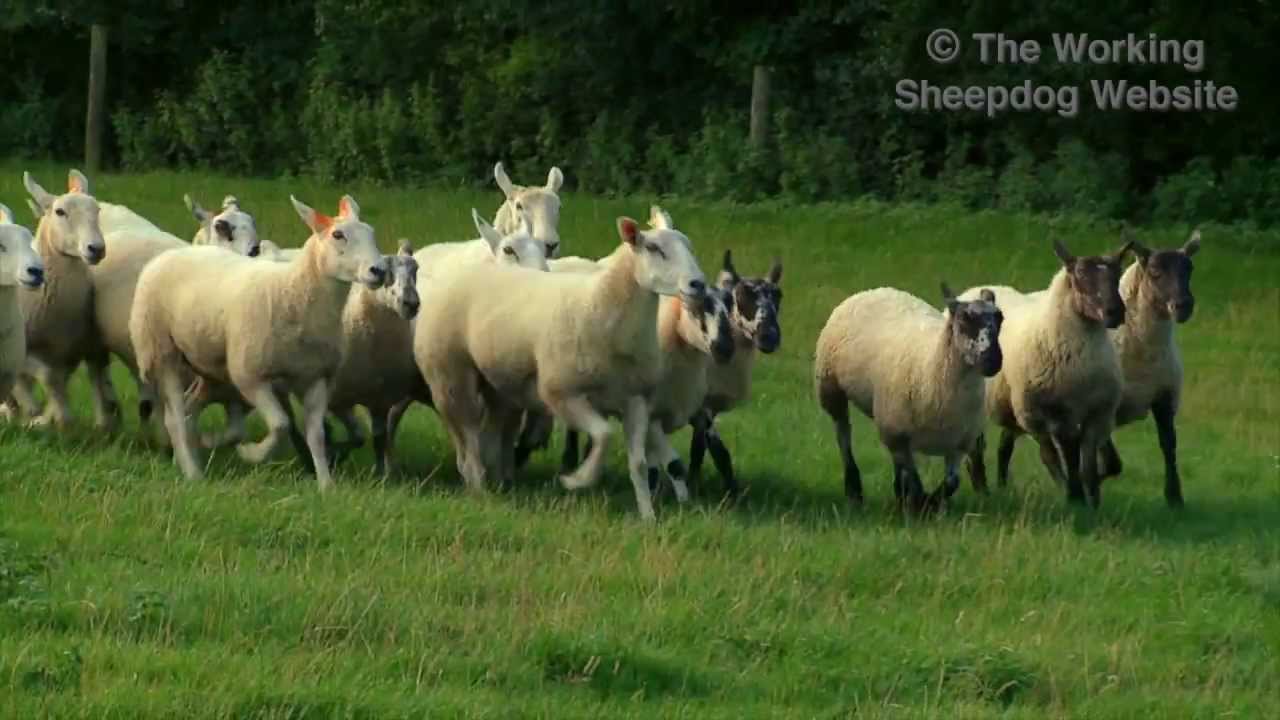 Sheep jumping out of pens during sheepdog training