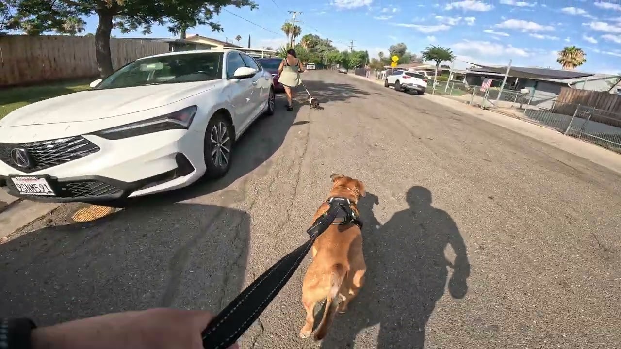 Walking My Pitbull 290