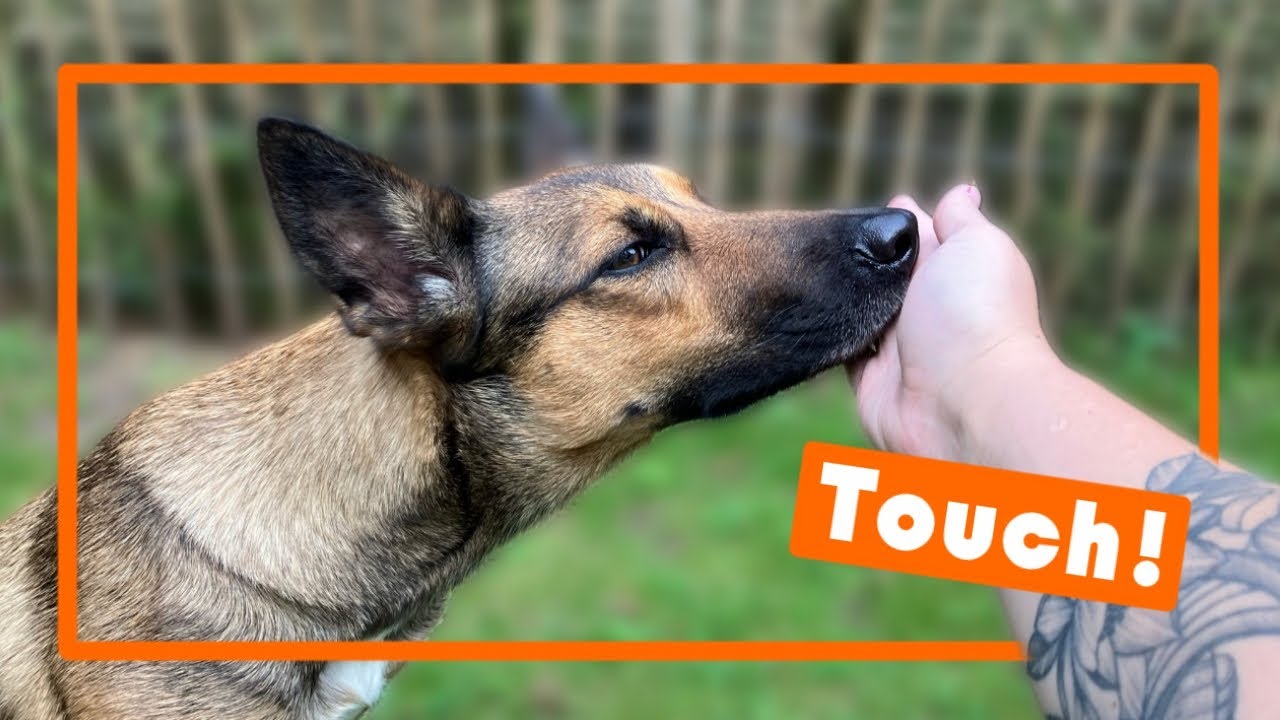 Hondentrucjes | Hoe leer je je hond het touch commando