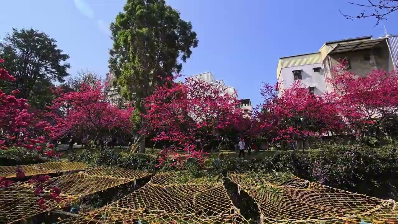 中壢莒光公園的櫻花20260222