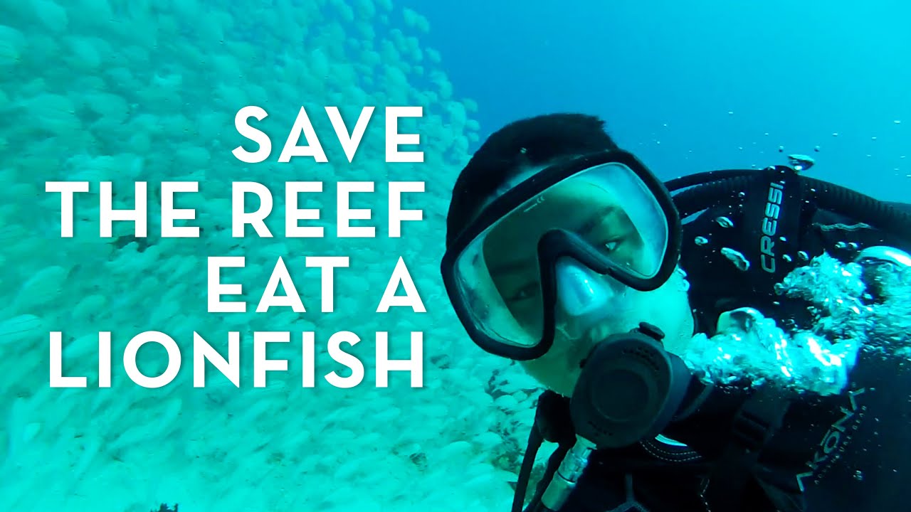 Save The Reef, Eat A Lionfish