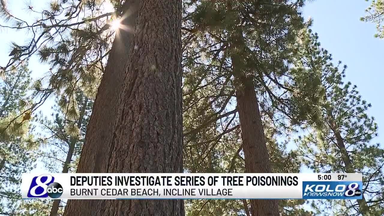 Investigation underway after 16 trees poisoned at Incline Village beach