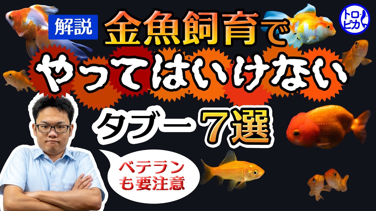 金魚飼育でやっては“いけない”こと7選！タブーの理由も解説！ベテランも要注意