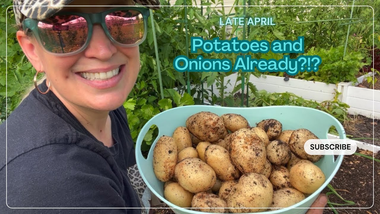 Potatoes and Onions, Already?