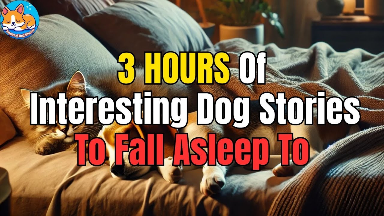 Inspiring Dog Stories That Will Lead You to a Perfect Night's Rest 🐾