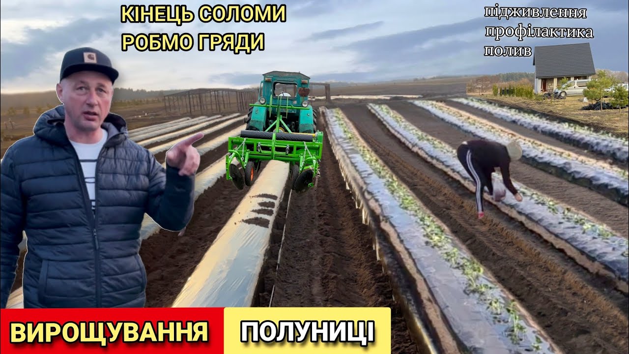 Вирощування Полуниці. Полуниця на соломі КІНЕЦЬ. Садимо на гряді