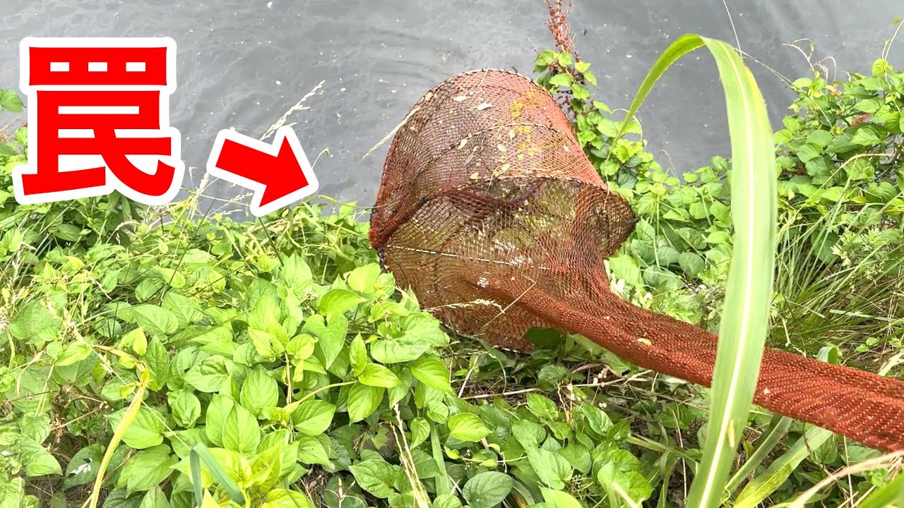カメ捕獲専用の罠